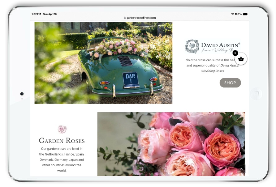 garden roses direct responsive ipad view